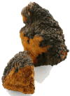 chaga8 chaga8